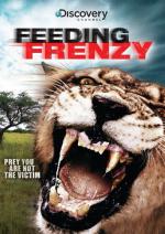 Feeding Frenzy: Lions