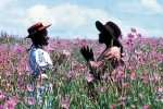 Фото Цветы лиловые полей