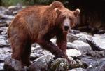 Фото The Grizzly Man Diaries
