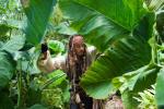 Пираты Карибского моря: На странных берегах: 1362x906 / 267 Кб