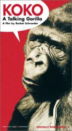 Коко, говорящая горилла: 264x475 / 36 Кб