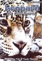 Леопард на снегу: 352x500 / 63 Кб