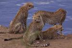 Африканские кошки: Королевство смелости: 533x355 / 52 Кб