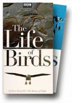 Фото "The Life of Birds"