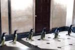 Пингвины мистера Поппера: 850x567 / 119.94 Кб