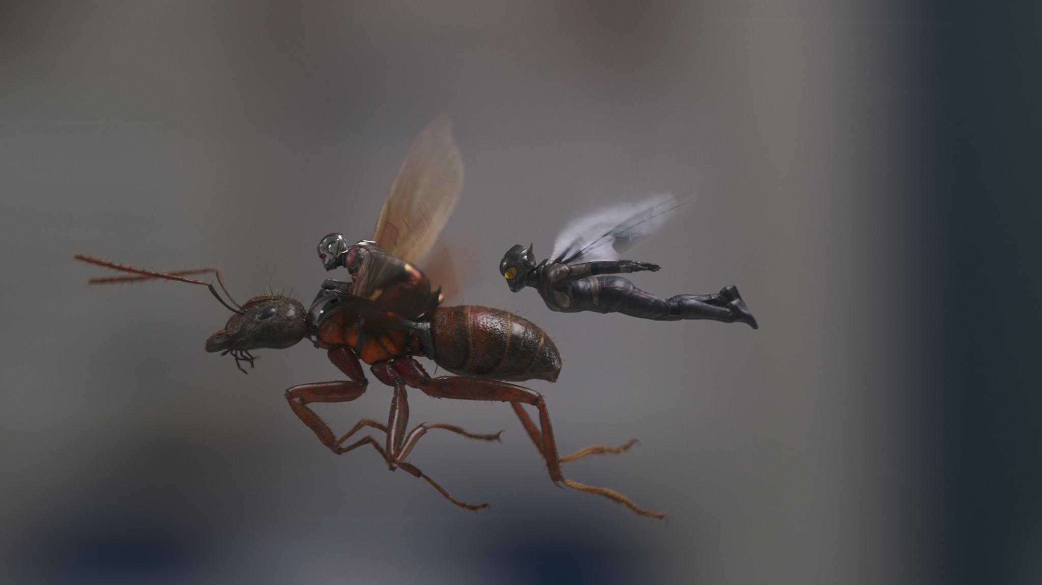 Фото - Человек-муравей и Оса: 2048x1151 / 63.98 Кб