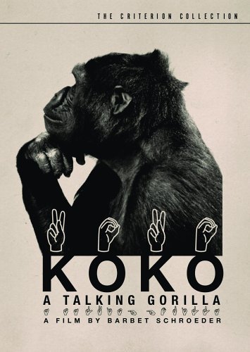 Фото - Коко, говорящая горилла: 355x500 / 39 Кб