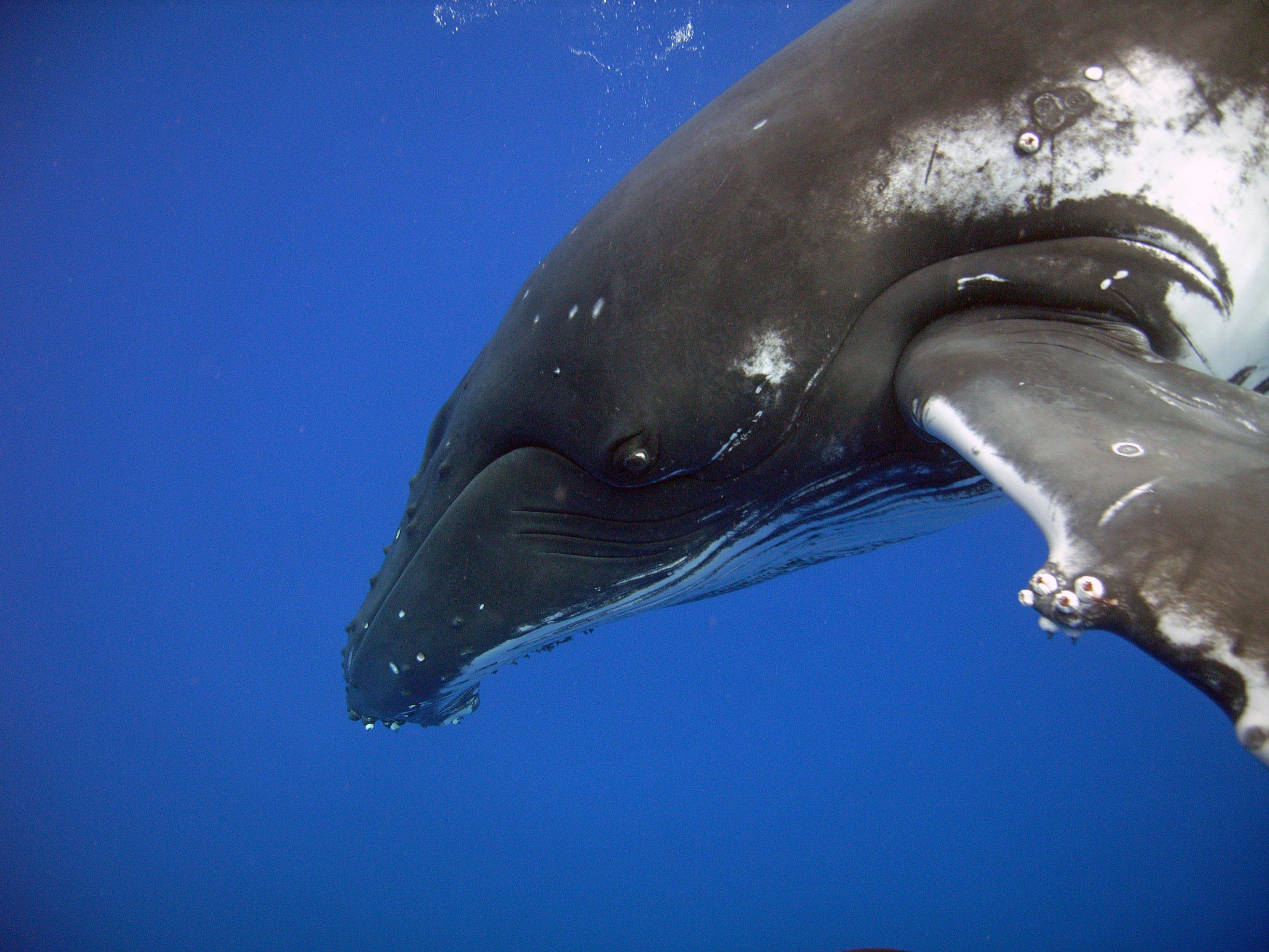 Фото - История дельфина: 2448x1836 / 775 Кб
