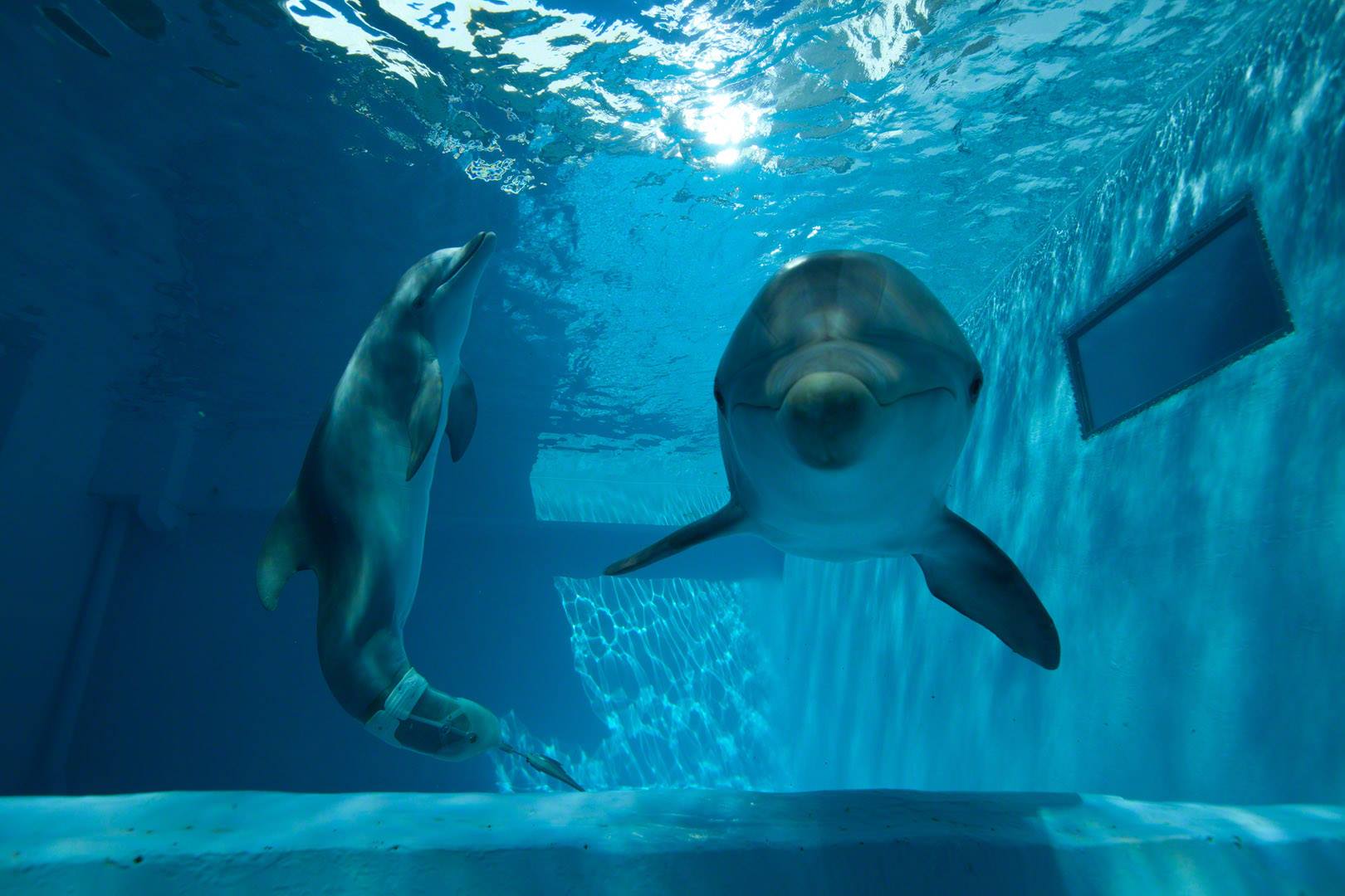 Фото - История дельфина 2: 1620x1080 / 144.29 Кб