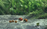 Фото Букашки. Приключение в Долине муравьев